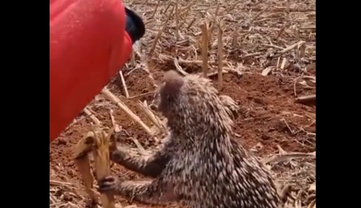 Hedgehog pig - Dhinasari Tamil