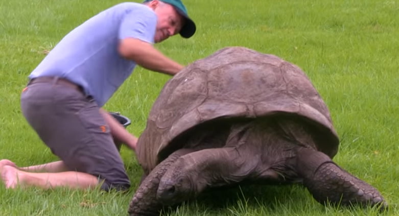 கின்னஸ் சாதனை படைத்த ஆமை!