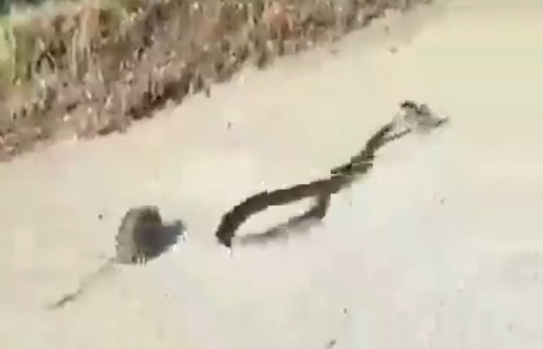 snake rat - Dhinasari Tamil