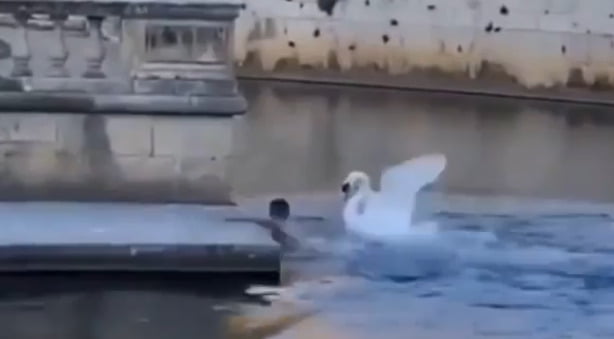 இது எங்க ஏரியா உள்ள வராதே… இளைஞரை விரட்டி அடித்த அன்னம்! வைரல்!