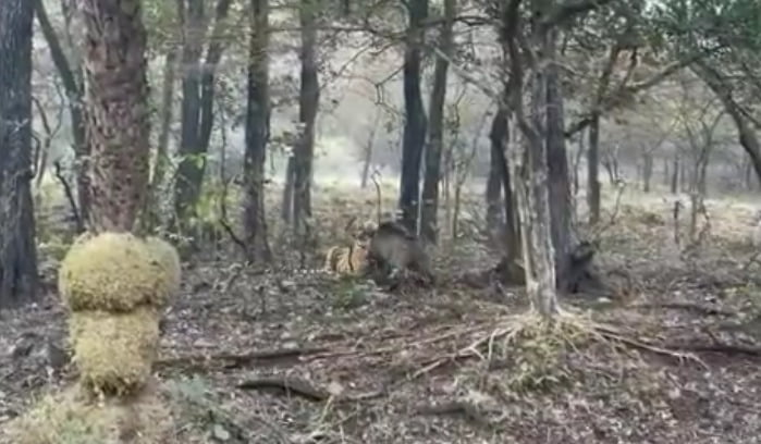 காட்டுக்குள்ளே பயங்கர சண்டை..! கடைசியில் என்ன ஆச்சு..? வைரல்!