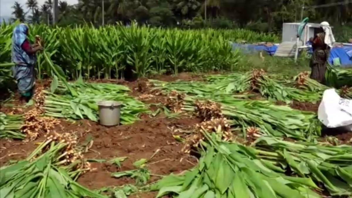 turmeric production in madurai - 2026