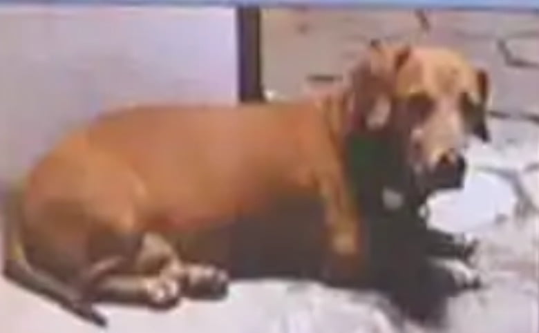 நாயை கண்டு பிடித்து கொடுத்தால் ரூ.5000! வைரலான போஸ்டர்!