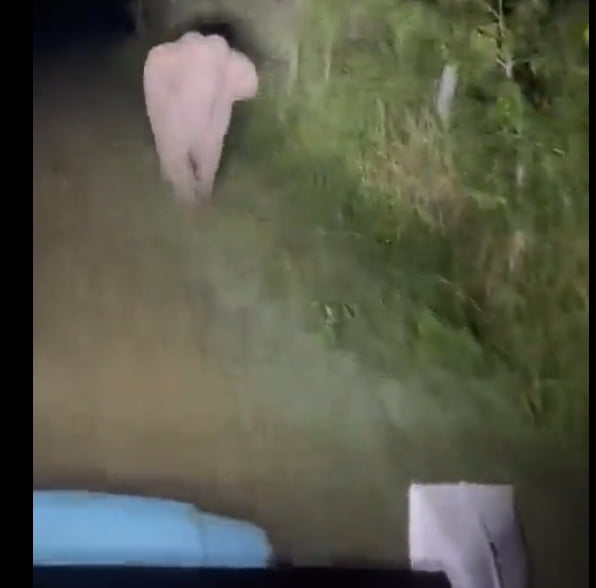 மனித விலங்கு: ஜீப்பில் விடாது குட்டி யானையைத் துரத்தும் கொடூரம்..!