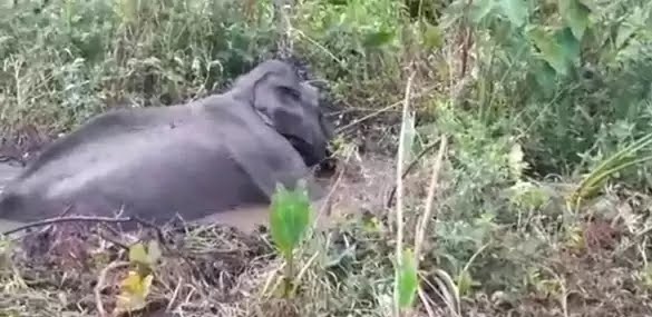 சேற்றில் சிக்கிய யானை மீட்பு..