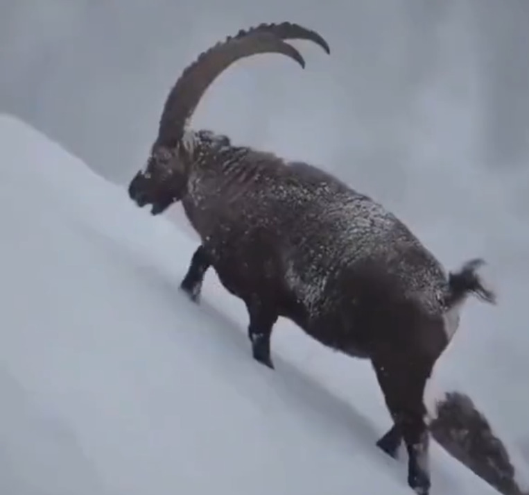 ஐ.. நெட்டசன்களை வாய்பிளக்க வைத்த ஹிமாலயன் ஐபெக்ஸ்!