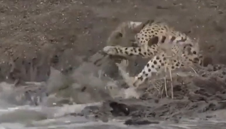 ஒரே பிடியில் சிறுத்தையை வேட்டையாடிய முதலை..! வைரல்!