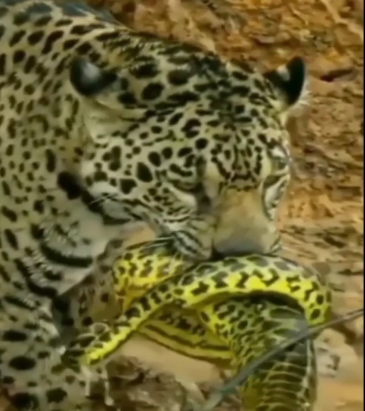 மலைப்பாம்பை கொத்தாய் அள்ளிய சிறுத்தை! வைரல்!