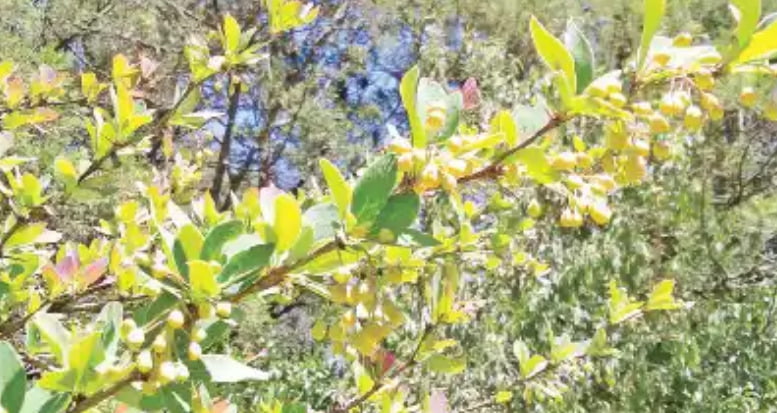 Needle fruit - 2026
