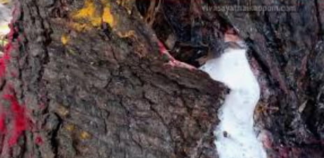 வேப்பமரத்தில் வடிந்த இனிப்பான பால்.. ஆர்வத்துடன் மக்கள் பார்வை!