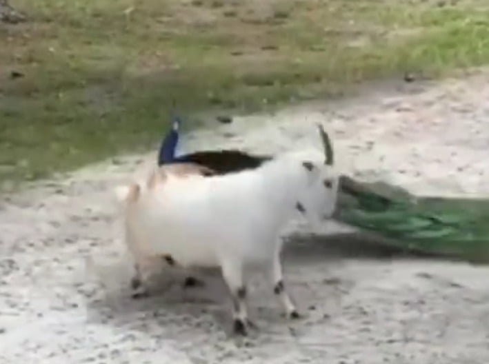 Peacock Goat - 2026