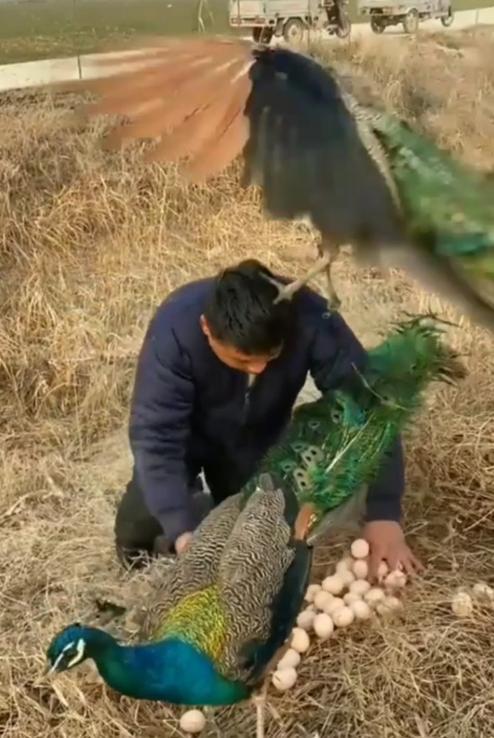 யோவ்.. என் முட்டைய எடுப்ப நீ.. பாய்ந்து தாக்கிய மயில்!