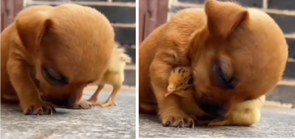 பக்கத்தில இருப்பவருக்கு பட்டுன்னு உதவும் பாசத்தைப் பாருங்க..!