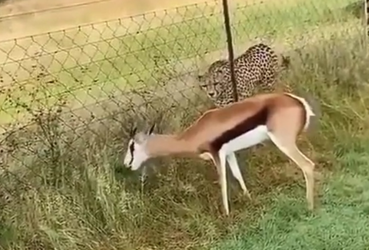 வேலிக்குள் இருக்கும் வரை விபரீதம் இல்லை! அஞ்சாத மான்!