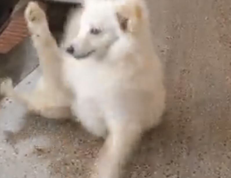 வெளிய போகணும் சொன்னா எல்லோருக்குமே குஷி தான்.. மகிழ்ச்சியில் துள்ளும் நாய்!