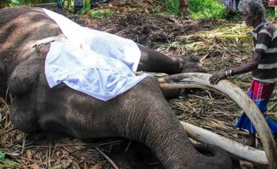 மைசூர் மகாராஜா பரிசளித்த யானை இறப்பு!