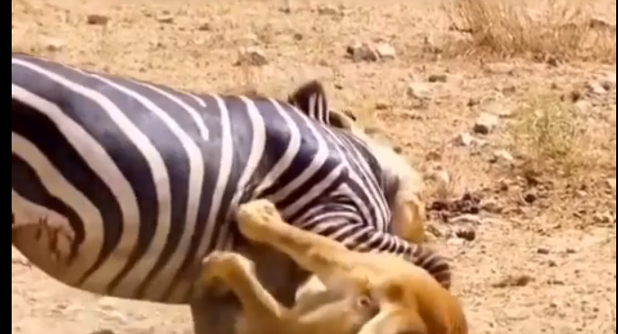 தன் கூட்டமே வேடிக்கை பார்க்க பயங்கர சண்டை..! வெற்றி யாருக்கு..?