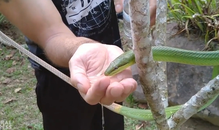 பாம்பிற்கு கையில் தண்ணீர் அளிக்கும் நபர்! வைரல்!