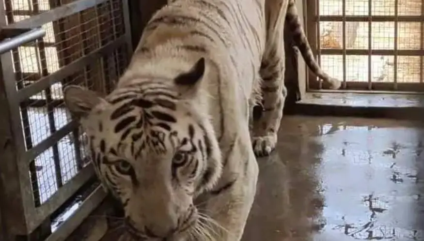 white tiger - 2026