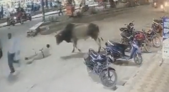 பணியிலிருந்த காவலரை முட்டித் தள்ளிய மாடு!