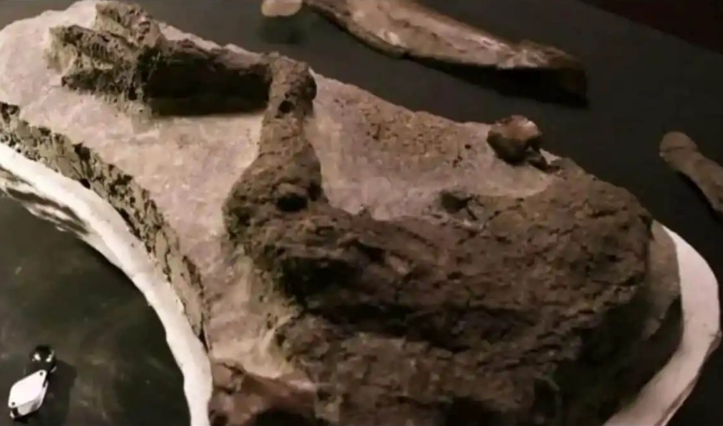 Dinosaur - 2026