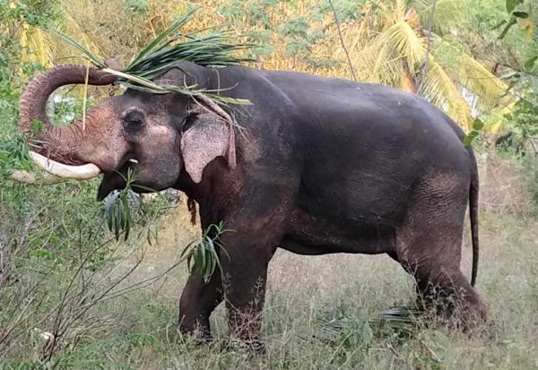 விவசாய நிலங்களை பாழ்படுத்தி வரும் யானைகளை விரட்ட வந்த  கும்கி யானை
