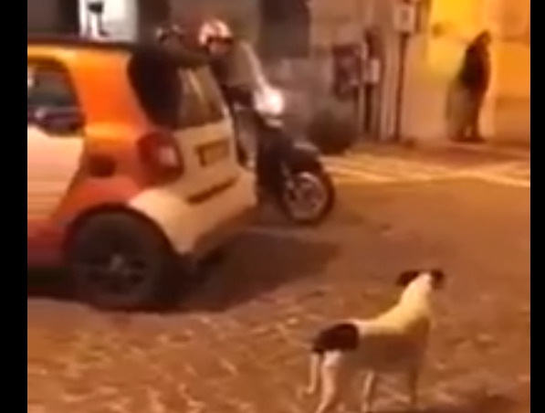 dog - 2026