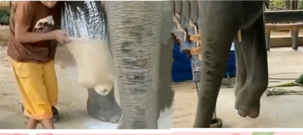 ஒரு கால் இல்லை.. செயற்கைக்கால் பொருத்தி நடக்கும் யானை!