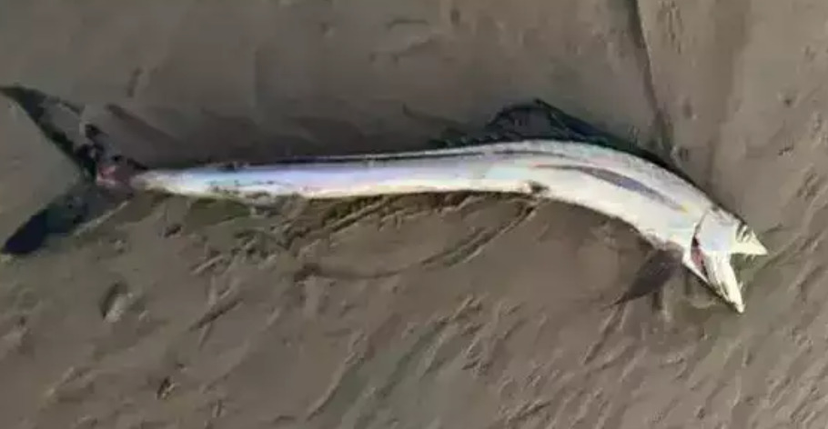 கரை ஒதுங்கிய மீனால் கலங்கிய கலிபோர்னியா!