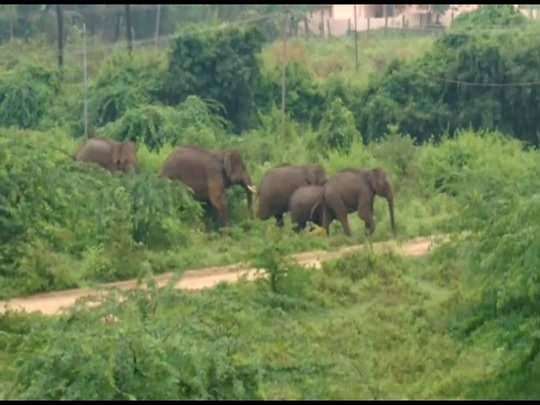 வழித்தடம் மாறி ஊருக்குள் வரும் யானைகள்..