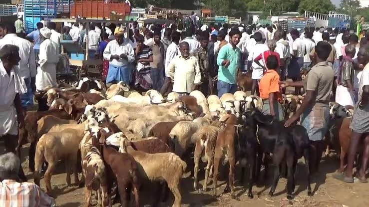 ரம்ஜான் பண்டிகைக்கு சில தினங்களே உள்ள நிலையில், தமிழகத்தில் ஆடு விற்பனை அமோகம்…