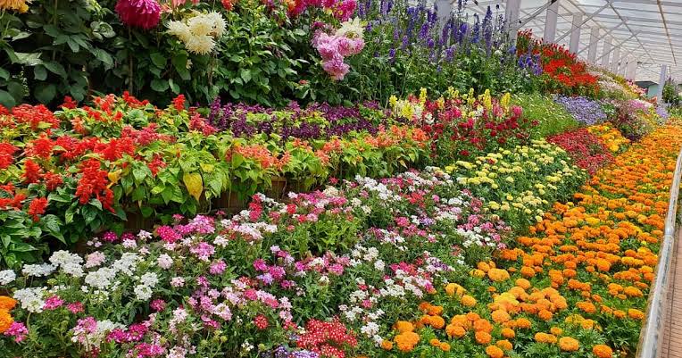 ஊட்டியில் மலர் கண்காட்சி மே 20 முதல் 24-ந் தேதி வரை.