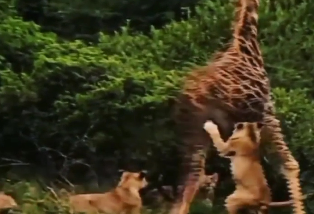 lion 2 - 2026