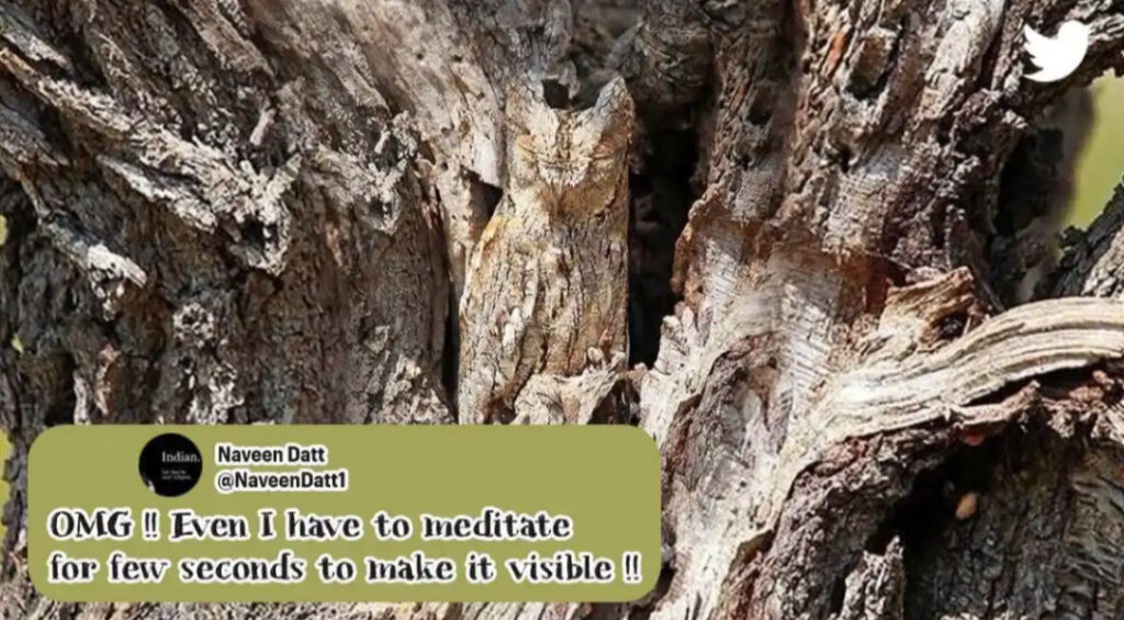 owl - Dhinasari Tamil