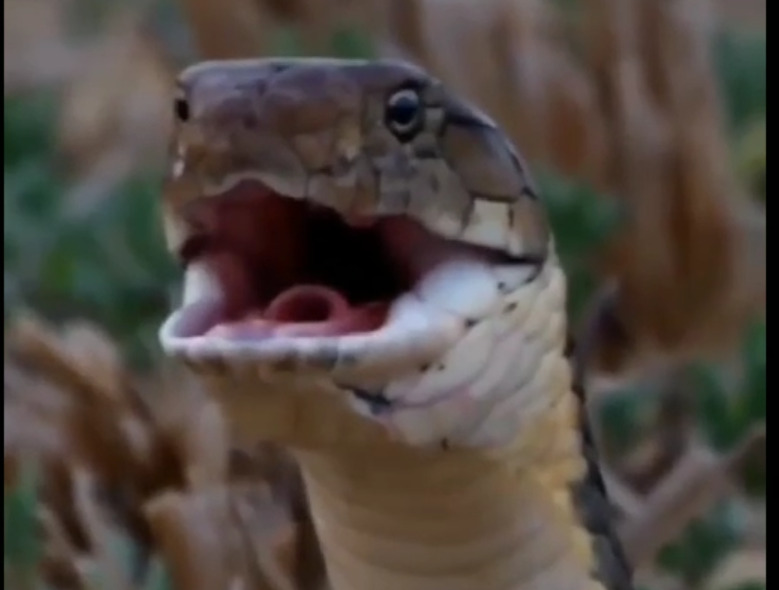 பாம்பை விழுங்கும் இராஜநாகம்! வைரல் வீடியோ!