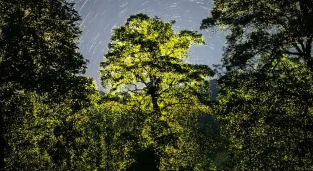 காட்டை ஒளிரச் செய்த மின்மினி பூச்சிகள்!