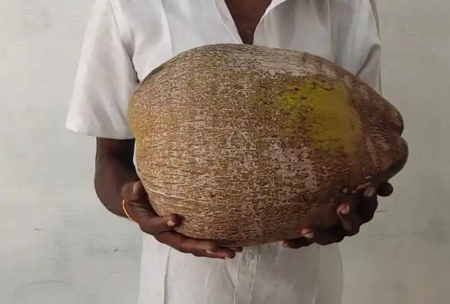 Coconut - Dhinasari Tamil