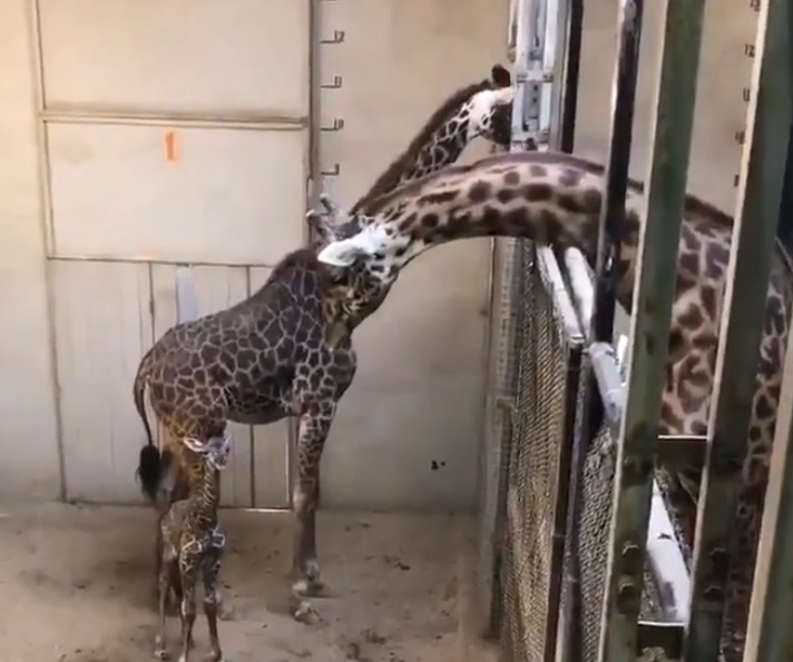 மனைவிக்கு முத்தமிட்டு பிறந்த மகனைக் கண்ட தந்தை..!