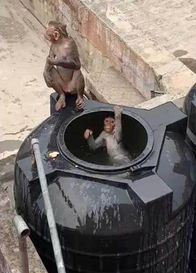 இதுக்கு பேர் அதான் குரங்கு சேட்டைங்கோ..