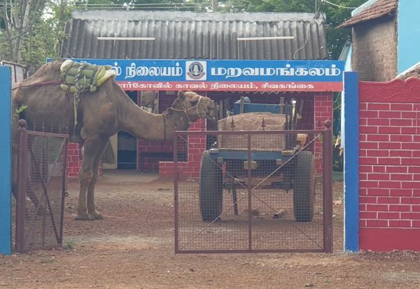 ஒட்டகத்தை மாட்டுவண்டியில் கட்டி மணல் கடத்தல்..