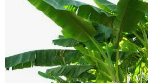 banana leaf - Dhinasari Tamil