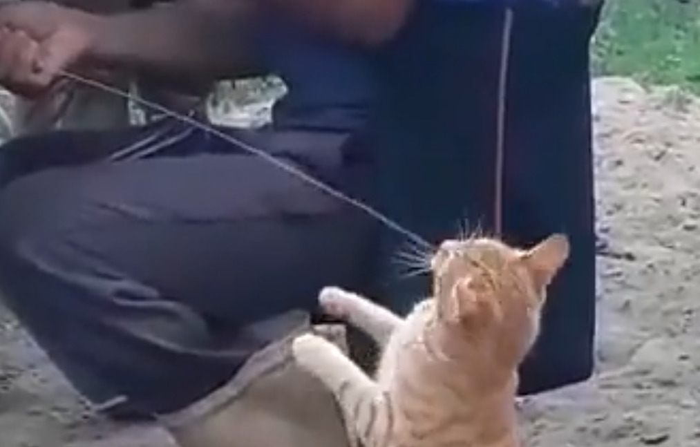 தட்டிக் கேட்டால் தடையின்றி கிடைக்கும்.. பூனையின் உரிமை செயல்!