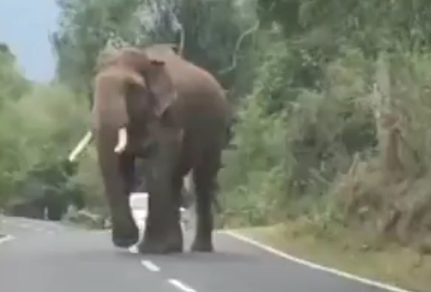elephant 3 - Dhinasari Tamil