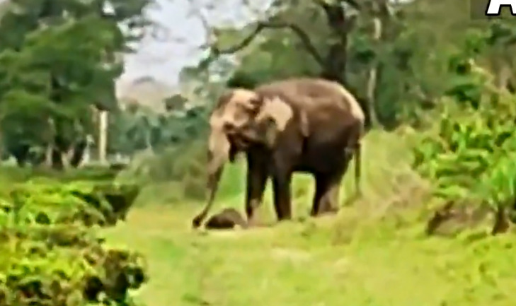 இறந்த குட்டியை கண்ணீருடன் தூக்கி சென்ற தாய் யானை!