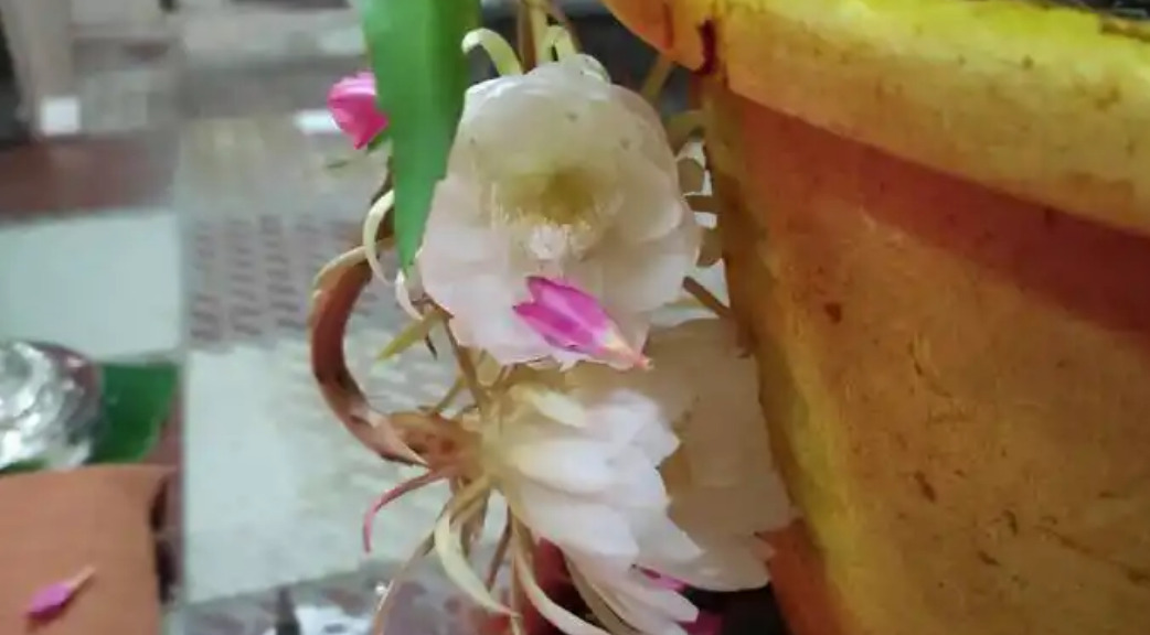 flower - 2026