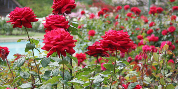 images 21 1 - 2026