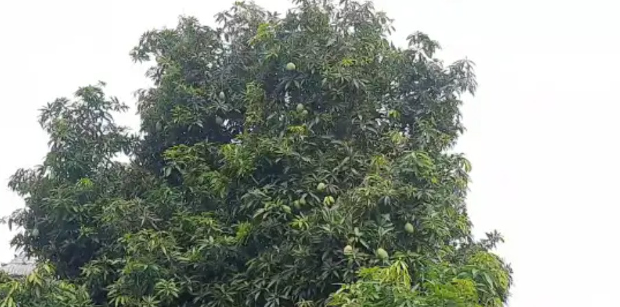 mango tree - Dhinasari Tamil