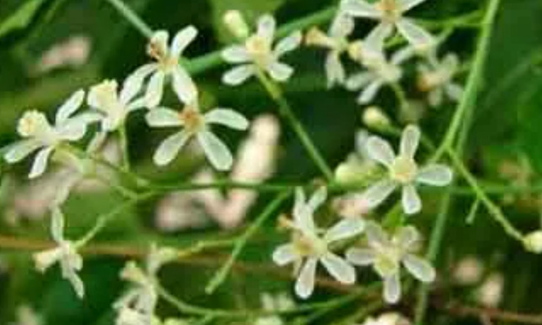 neem flower chatni - Dhinasari Tamil