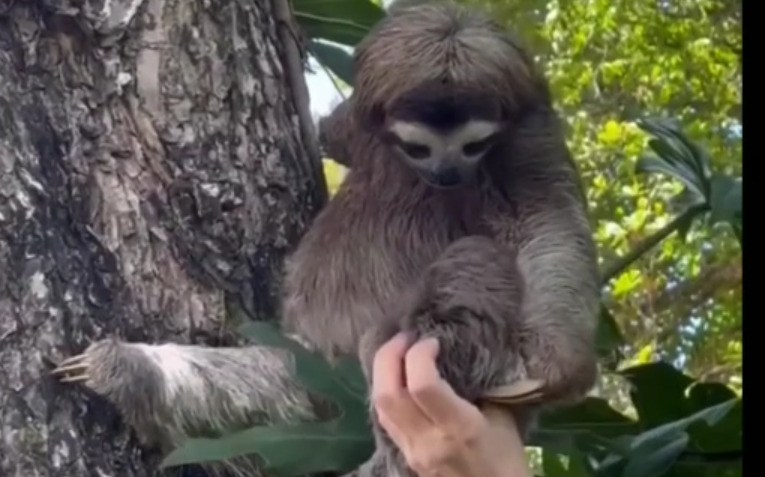 sloth - 2026