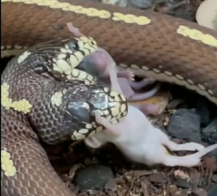 snake 3 - Dhinasari Tamil